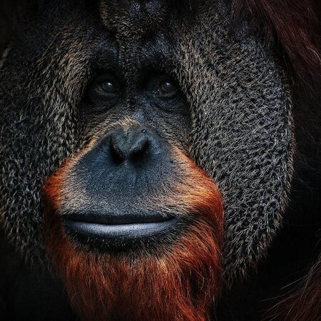 THE MAN OF THE FORREST