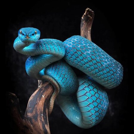 Trimeresurus