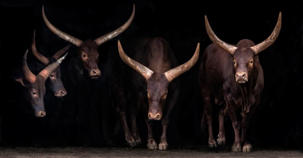 Watusi family