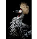 Crowned crane's portrait