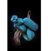 Trimeresurus