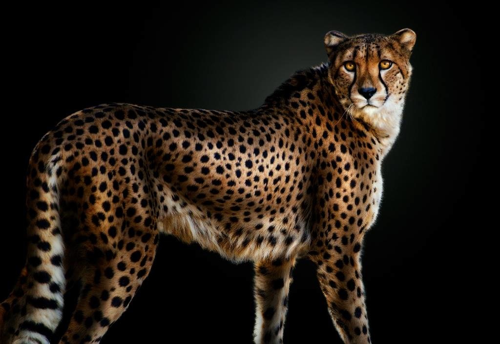 Cheetah