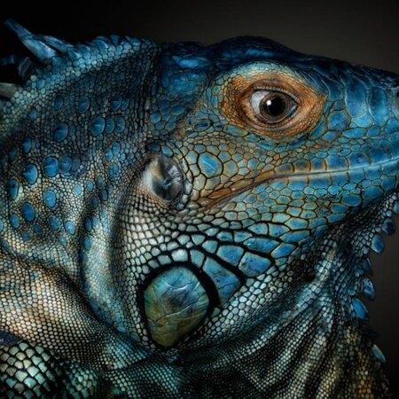 Dragons are awake...