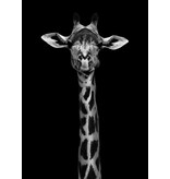Giraffe Portrait