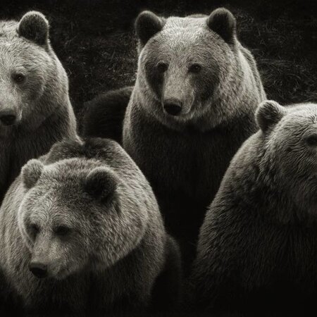 Brown Bears