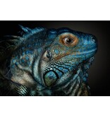 Dragons are awake...