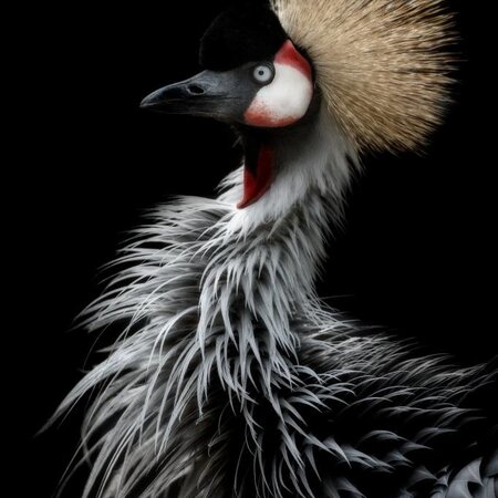 Crowned crane's portrait