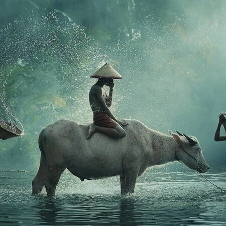 Water Buffalo