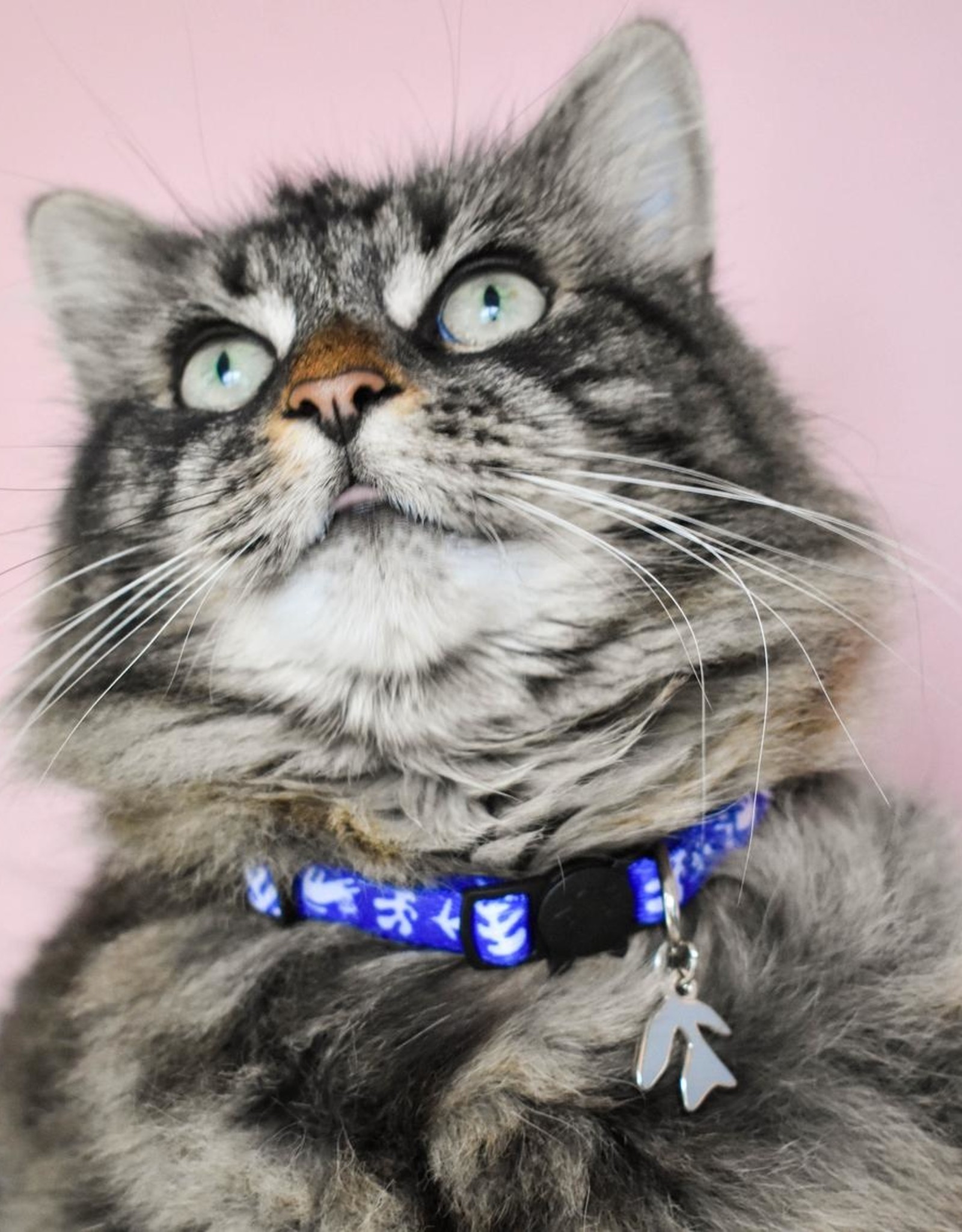 fluffy cat collar