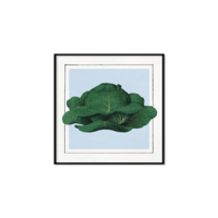 Cabbage. Mini Print incl. kader zwart - 15 x 15 cm