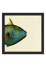 The Dybdahl Company Blue Triggerfish (Balistes Fucus) Head. Mini Print incl. kader zwart - 15 x 15 cm