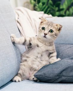 oase Trend vermijden SOS zetel kopen met een kat of hond in huis - Umber & Smoke