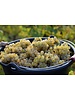 Domaine des Gandines Macon Villages 2023