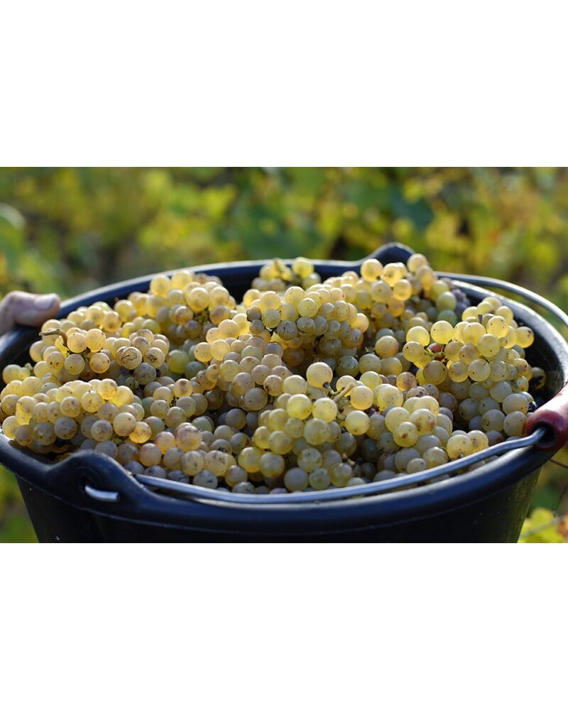 Domaine des Gandines Macon Villages 2023