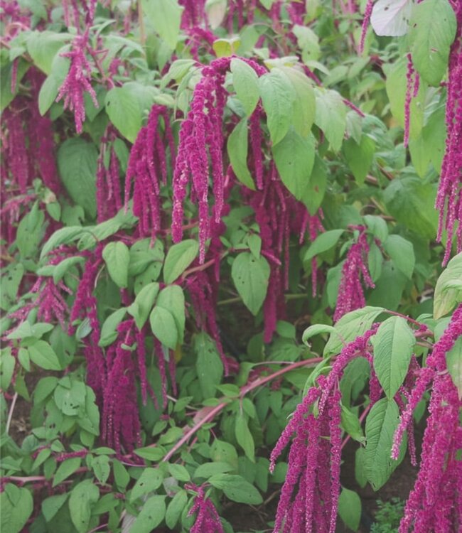 Amaranth & Almond Oil - Glycerine Zeep - 2 x 200 gr