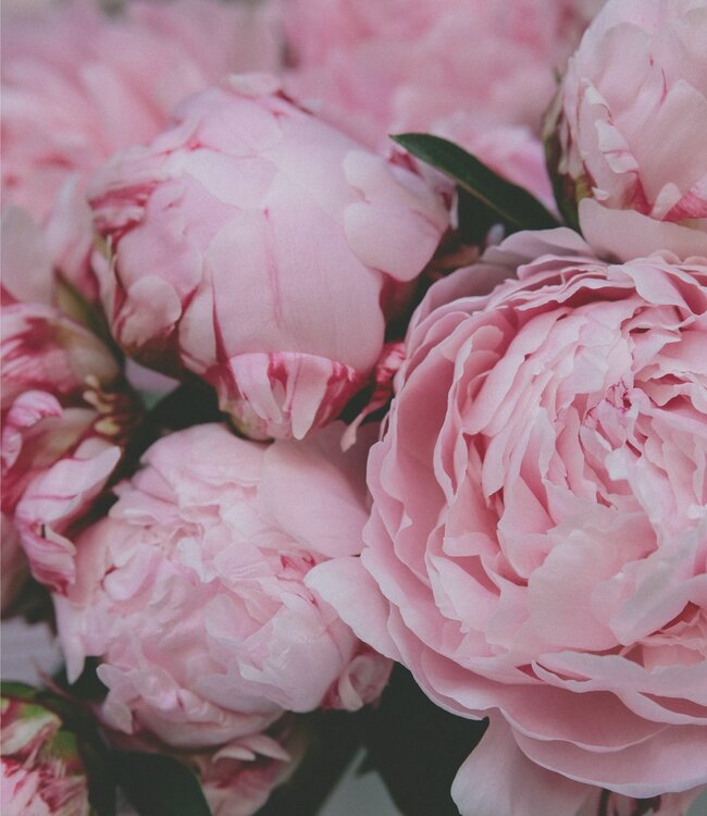 Peony - Soap 1 x 100 gr