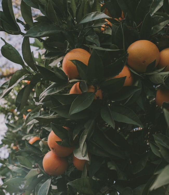 Orange & Grapefruit - Savon 1 x 100 gr