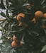Orange & Grapefruit - Zeep 1 x 100 gr