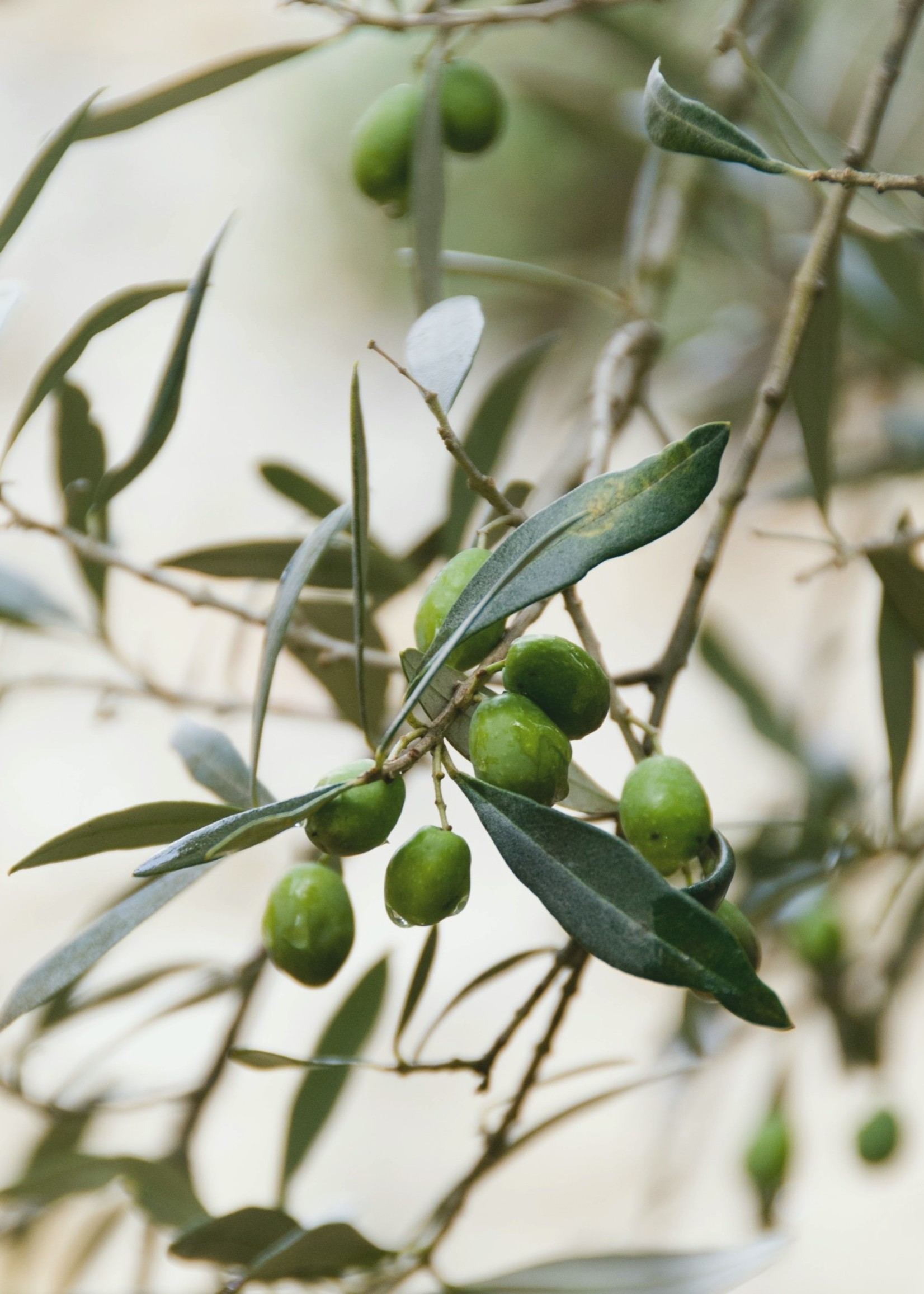 Savonneries Bruxelloises Olive Flower - Zeep