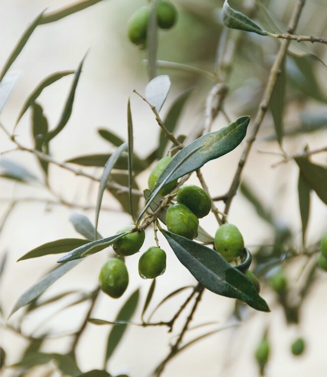 Olive Flower - Soap 1 x 100 gr