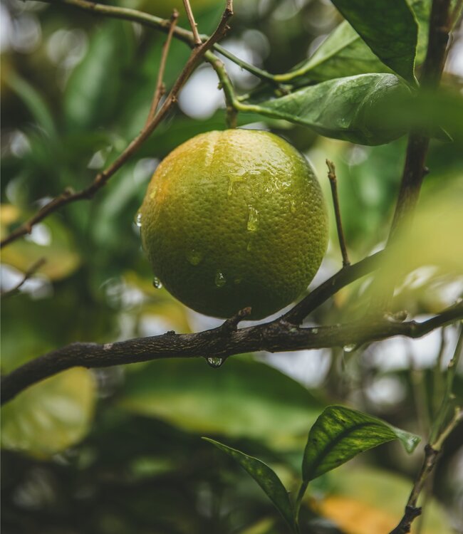 Ginger & Lime - Soap 1 x 100 gr
