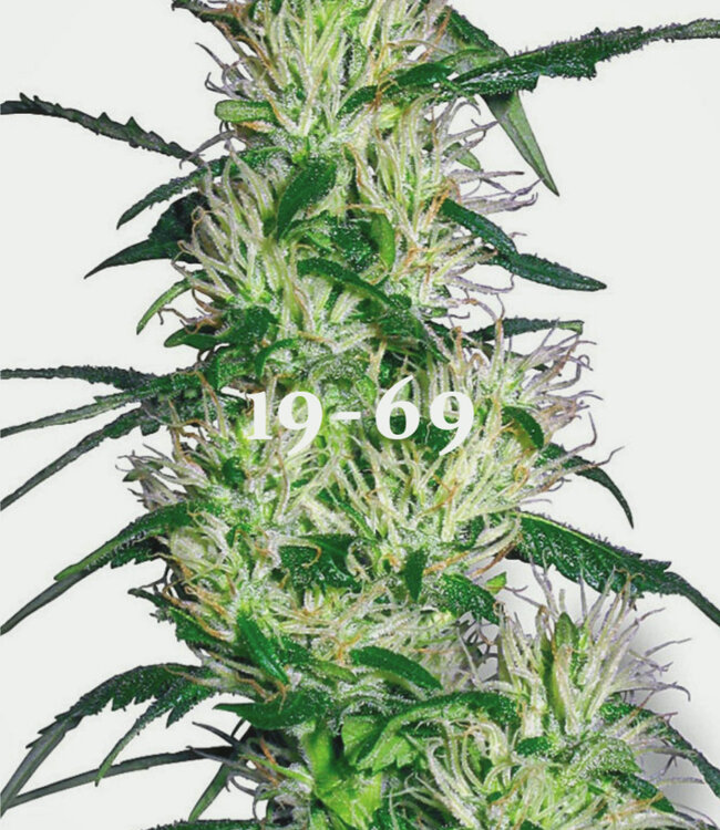 Chronic - Eau de Parfum