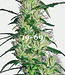 Chronic - Eau de Parfum - 100 ml