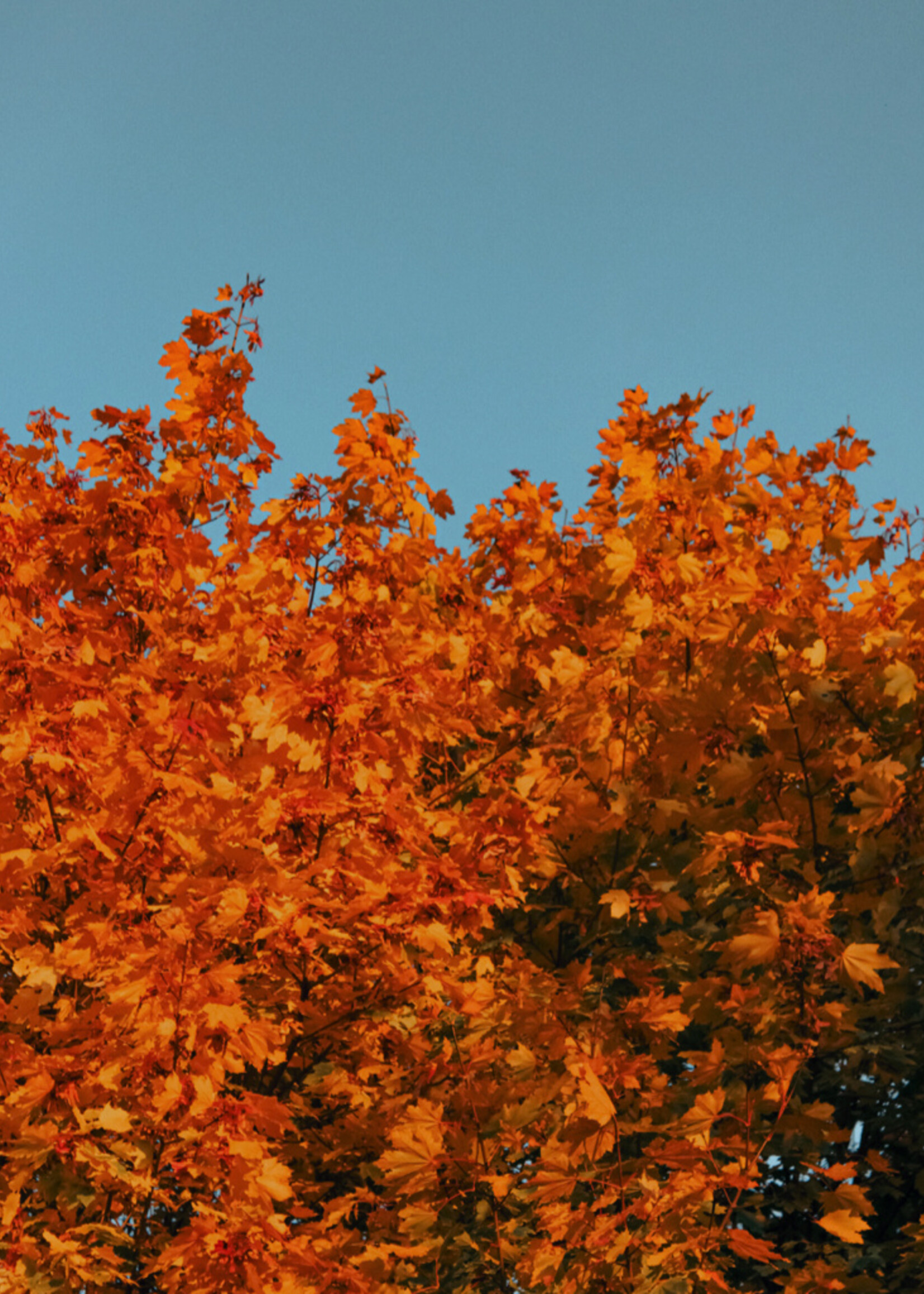 Savonneries Bruxelloises Amber Tree - Savon