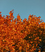Amber Tree - Zeep 1 x 100 gr