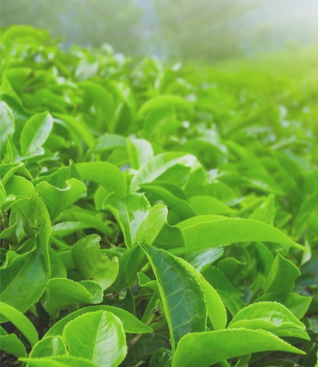 Green Tea - Savon Glycérine - 1 x 200 gr