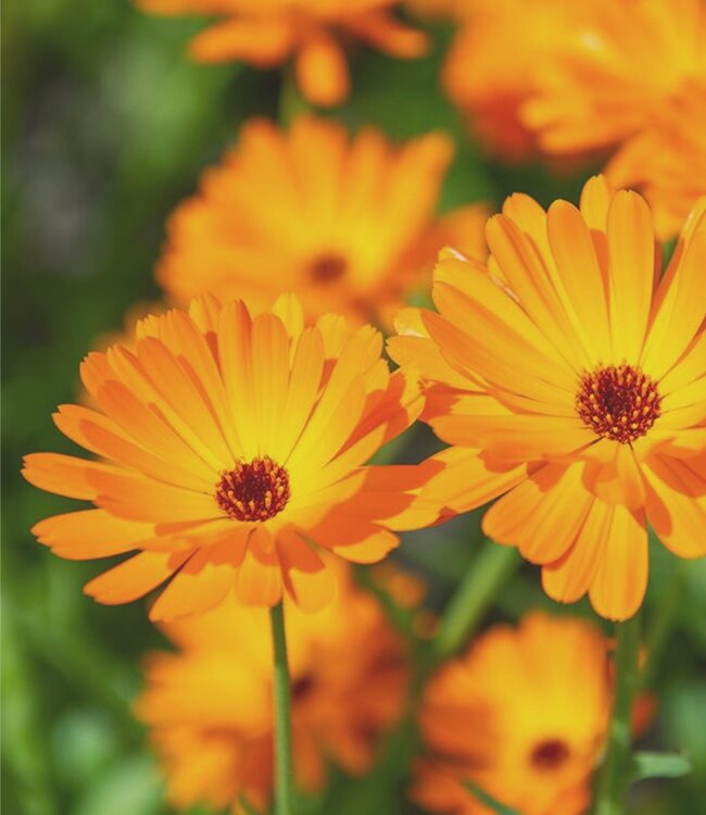 Calendula - Glycerine Zeep - 1 x 200 gr