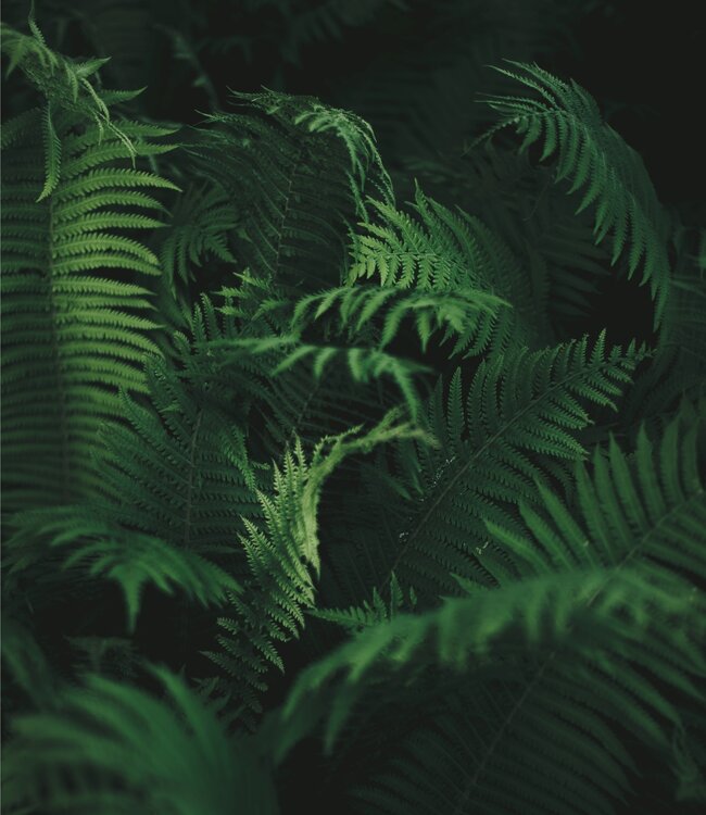 Fern - Zeep 3 x 100 gr