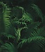 Fern - Zeep 3 x 100 gr