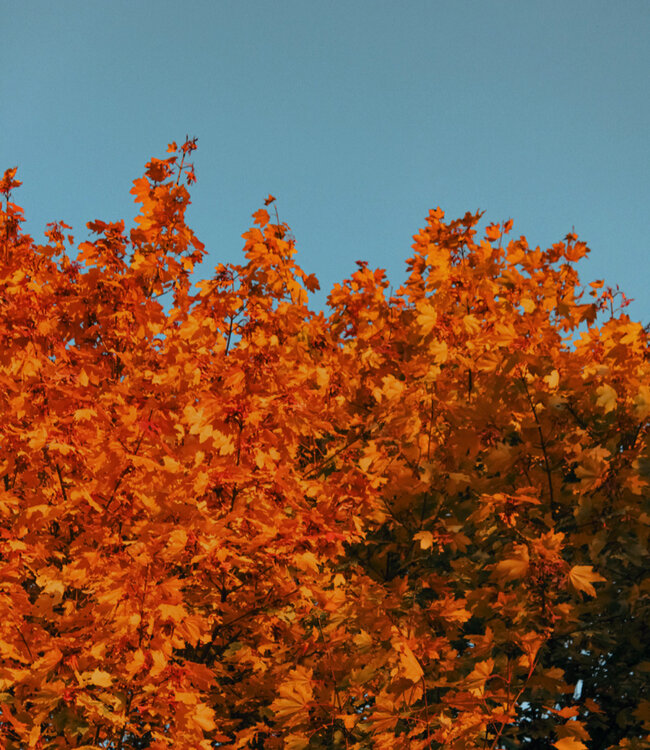 Amber Tree - Soap 2 x 50 gr