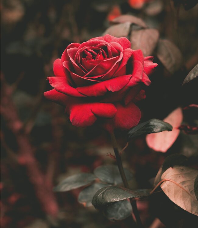 Black Roses - Zeep 2 x 50 gr