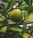 Ginger & Lime - Zeep 3 x 100 gr
