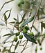 Olive Flower - Zeep 3 x 100 gr