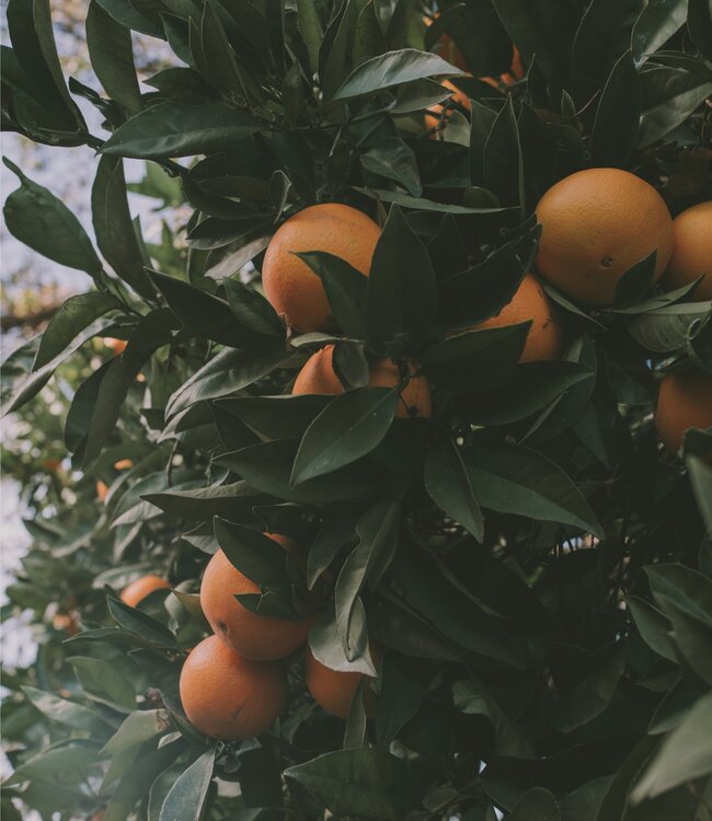 Orange & Grapefruit - Savon 3 x 100 gr