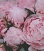 Peony - Zeep 3 x 100 gr