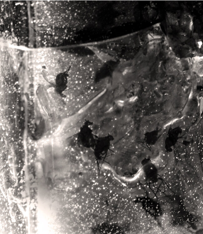 03 AMBRE+SANDALWOOD - Parfum