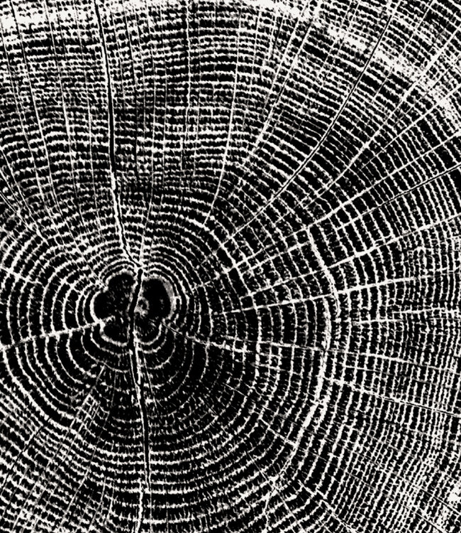 04 CEDAR+GINGER - Extrait de Parfum