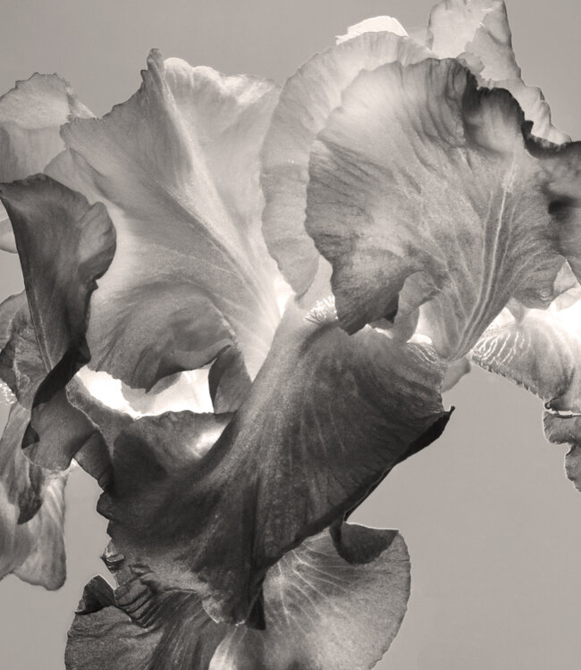 07 ORRIS+CACAO - Extrait de Parfum