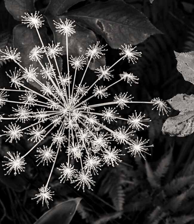 09 ANGELICA ROOT- Extrait de Parfum