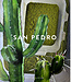 San Pedro - Eau de Parfum - 100 ml