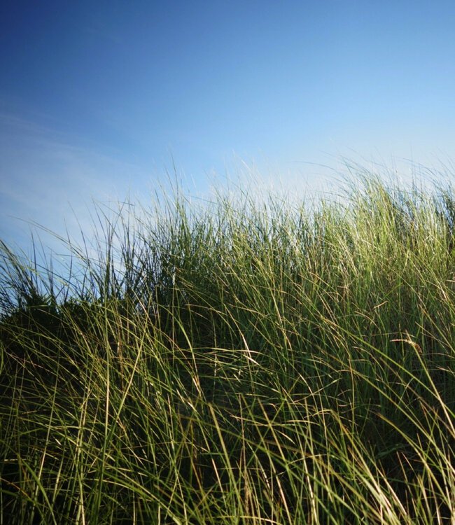 The Promenade in Vincennes Wood - Interieurspray