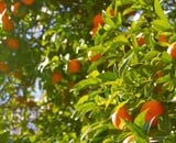 One tree, four personalities: the scented saga of the bitter orange