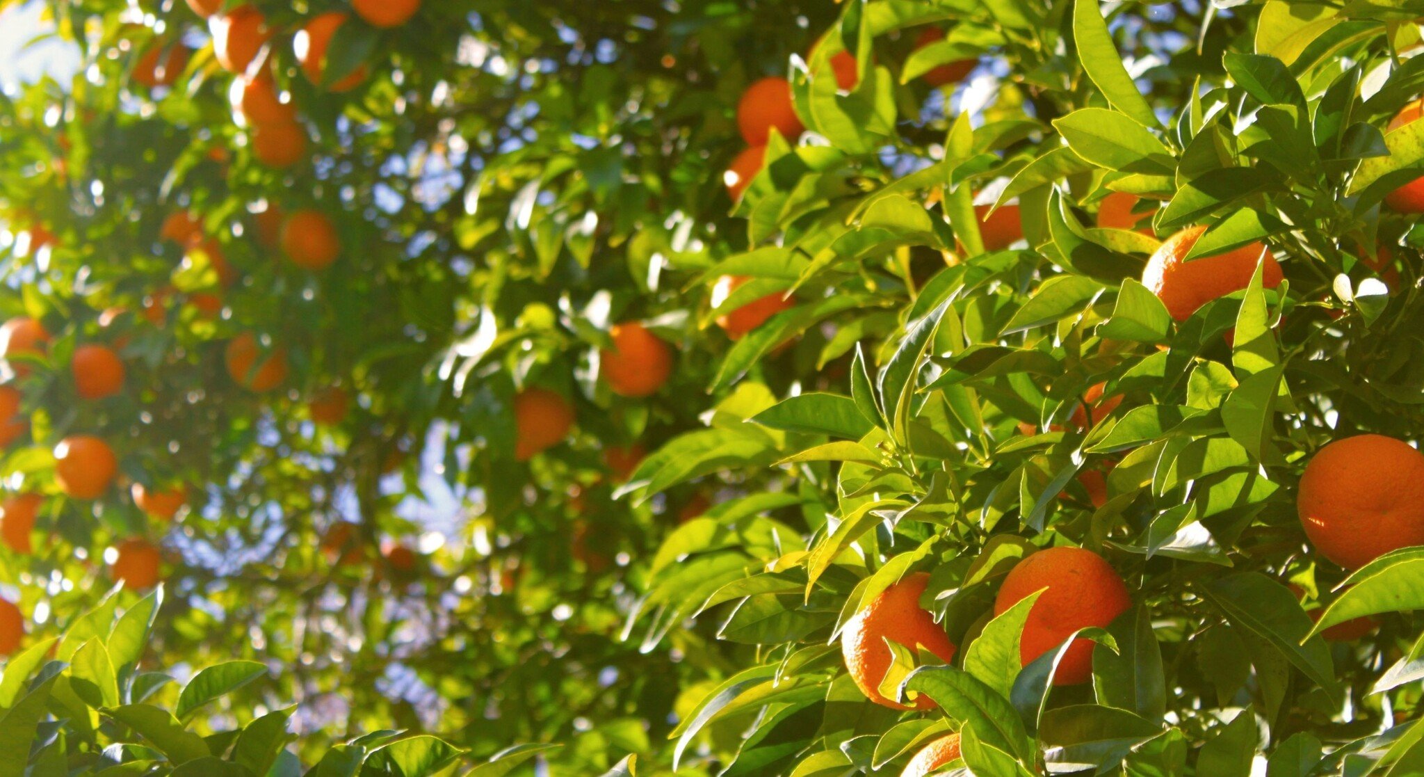 One tree, four personalities: the scented saga of the bitter orange