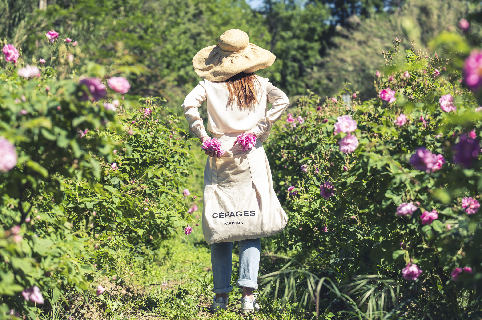 THE MAY ROSE HARVEST