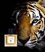 Tyger Tyger - Extrait de Parfum