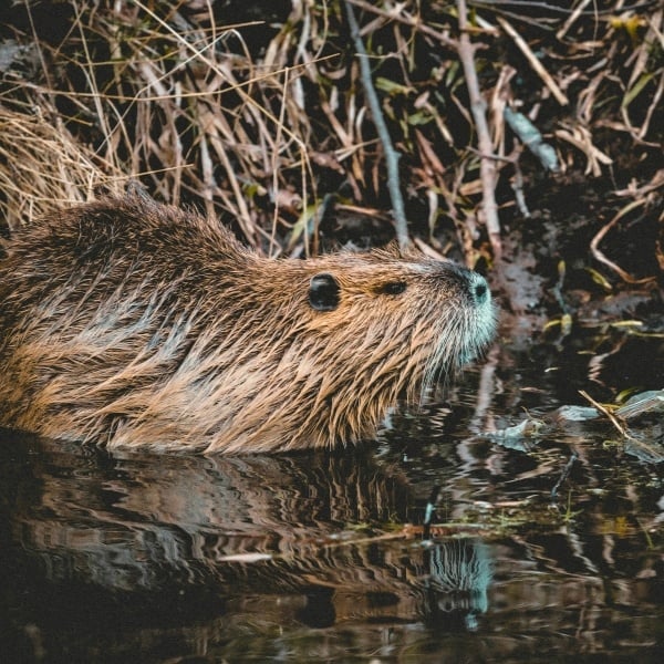 Animalic